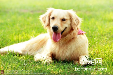 春季金毛犬的护理方法