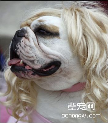 为斗牛犬梳毛时的注意事项