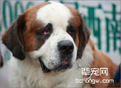 根据爱犬特点为其做美容