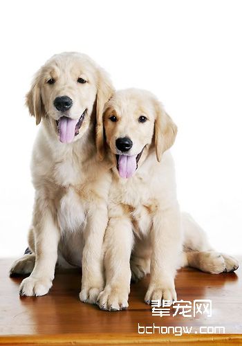犬类指甲的修剪方法