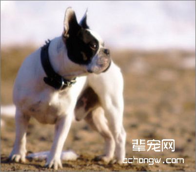 为狗狗去除身体异味
