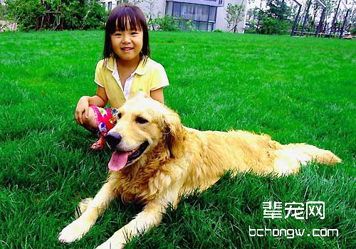狗狗美容工具介绍