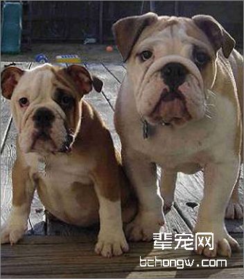 斗牛犬的美容护理