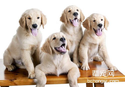 狗狗刷牙的三个步骤