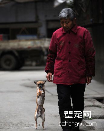 小型犬的护理知识