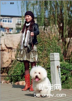 比熊犬毛发的修剪方法