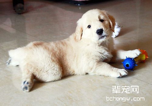 狗狗的各种生理习性