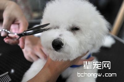 教您为狗狗梳理被毛