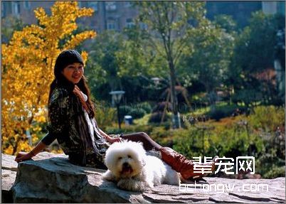 如何把比熊犬打扮成“帅哥”？
