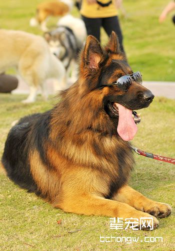 为牧羊犬去皮屑的技巧