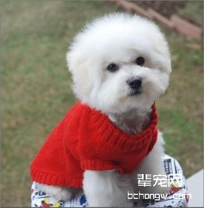 比熊犬毛发美容