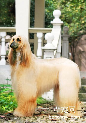 长毛犬的美容护理知识