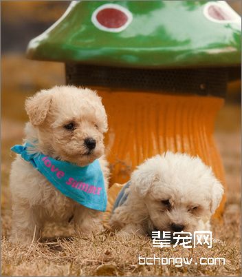 比熊犬美容护理