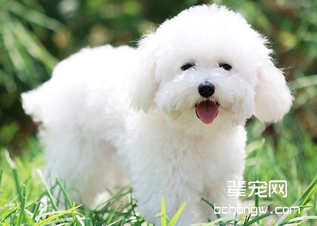 影响狗狗毛质的因素