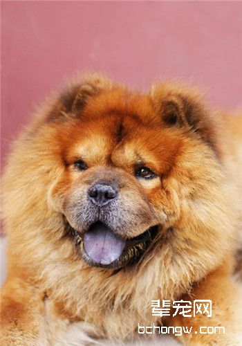狗狗面部清洁方法