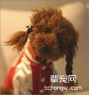 让您的贵妇犬保持靓丽外形