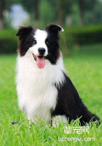 狗狗皮毛梳理小常识