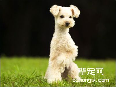 清理狗狗泪痕的方法