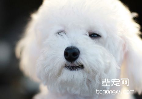 比熊犬口腔护理知识