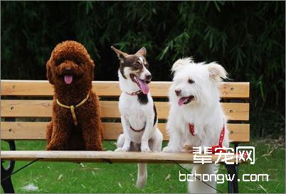 狗狗眼睛的护理方法