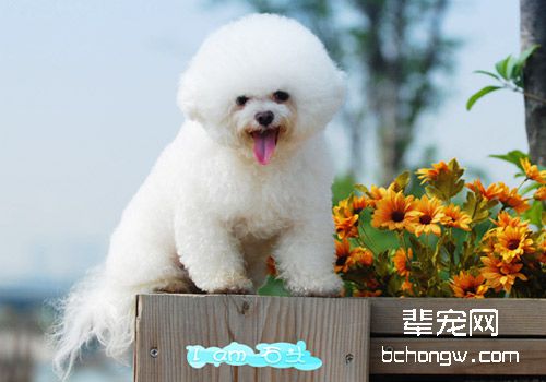 比熊犬毛发梳理和清洗知识