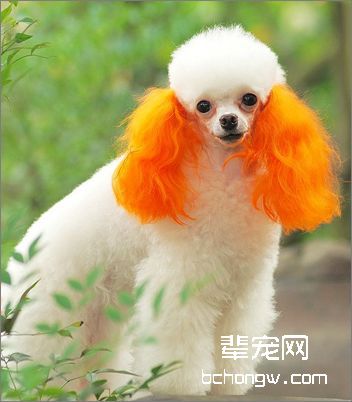 美容的造型要依狗的品种而定