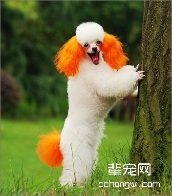 给贵宾犬做全套美容