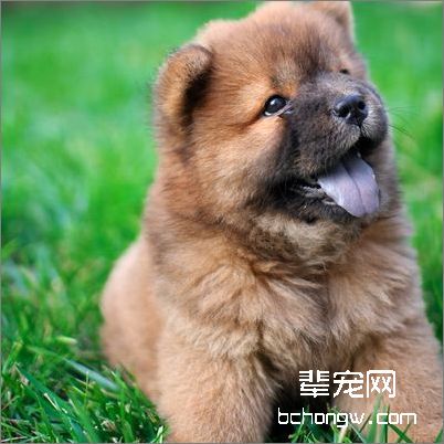 松狮狗狗美容技巧