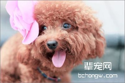 教您给狗狗敷面膜
