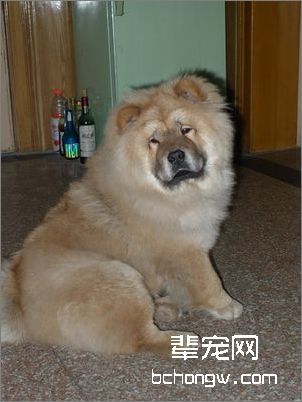 狗狗应有自己专有的洗发液