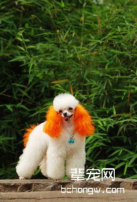 贵宾犬毛发护理知识