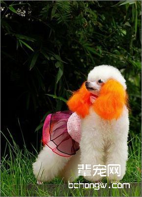 为您的狗狗做一套漂亮的服装？