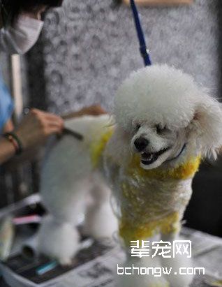 如何给狗狗去皮屑？