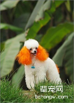 塑造贵宾犬各种造型