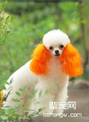 贵宾犬美容与护理