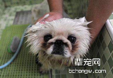 用浴液给狗狗洗澡