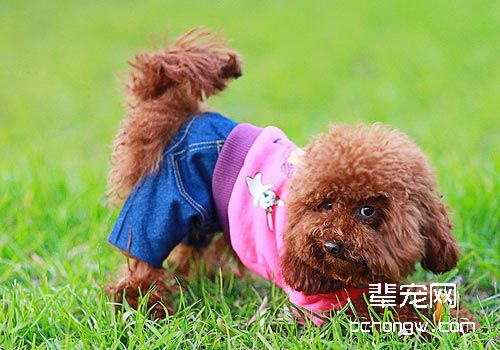 贵宾犬的美容方法