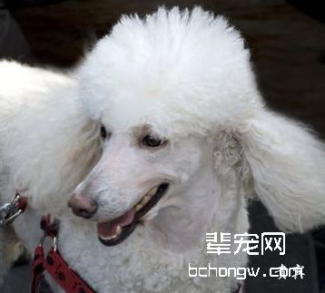 帮狗狗梳洗毛发的知识