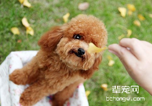 让您的宠物狗更有魅力的技巧