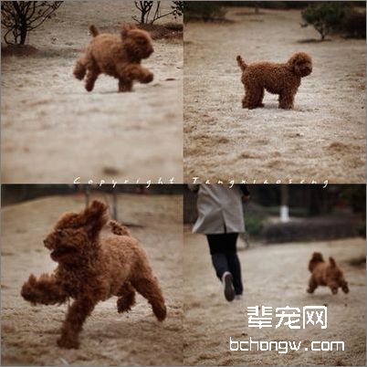 狗狗芳香精油的使用方法