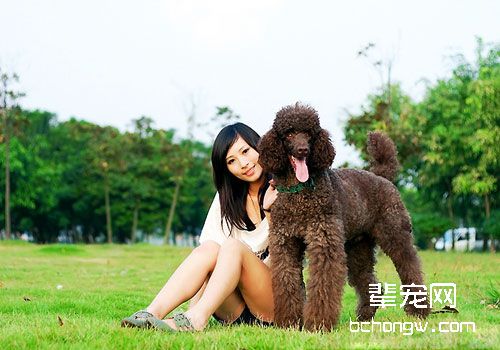 居家宠物狗狗的美容和造型