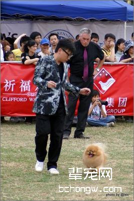 狗狗美容的技巧