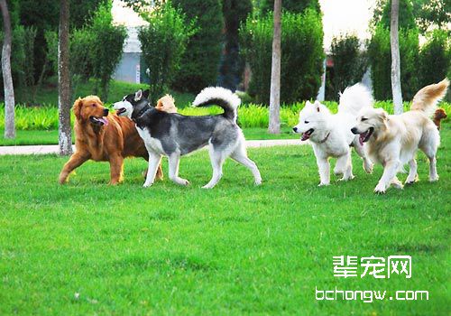 应对狗狗皮屑有妙招
