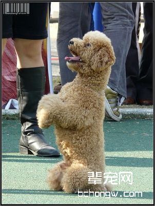 了解狗狗的睡眠习惯
