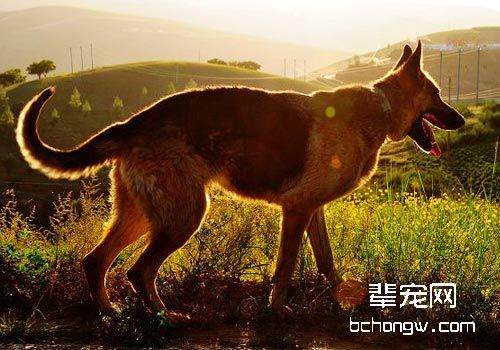 宠物狗的屁股应如何护理？