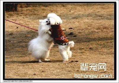 给狗狗拔毛的小常识