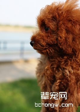巨型贵宾犬美容常识