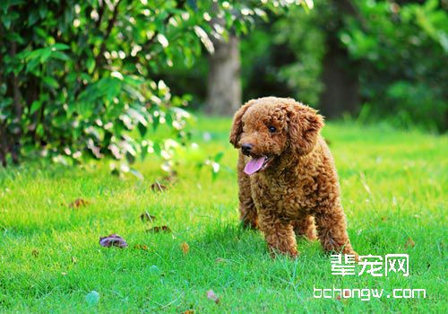 怎样为狗狗做好美容工作？