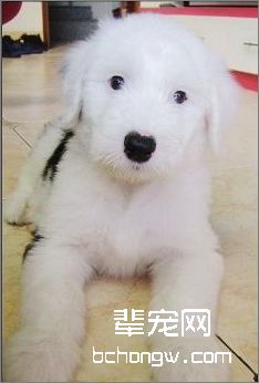 帮英国古代牧羊幼犬洗澡的方法