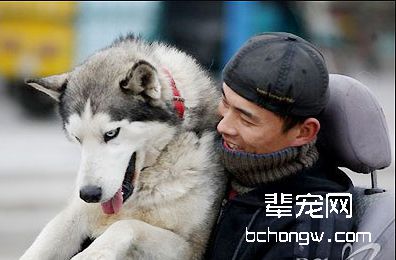 为哈士奇美容的小技巧
